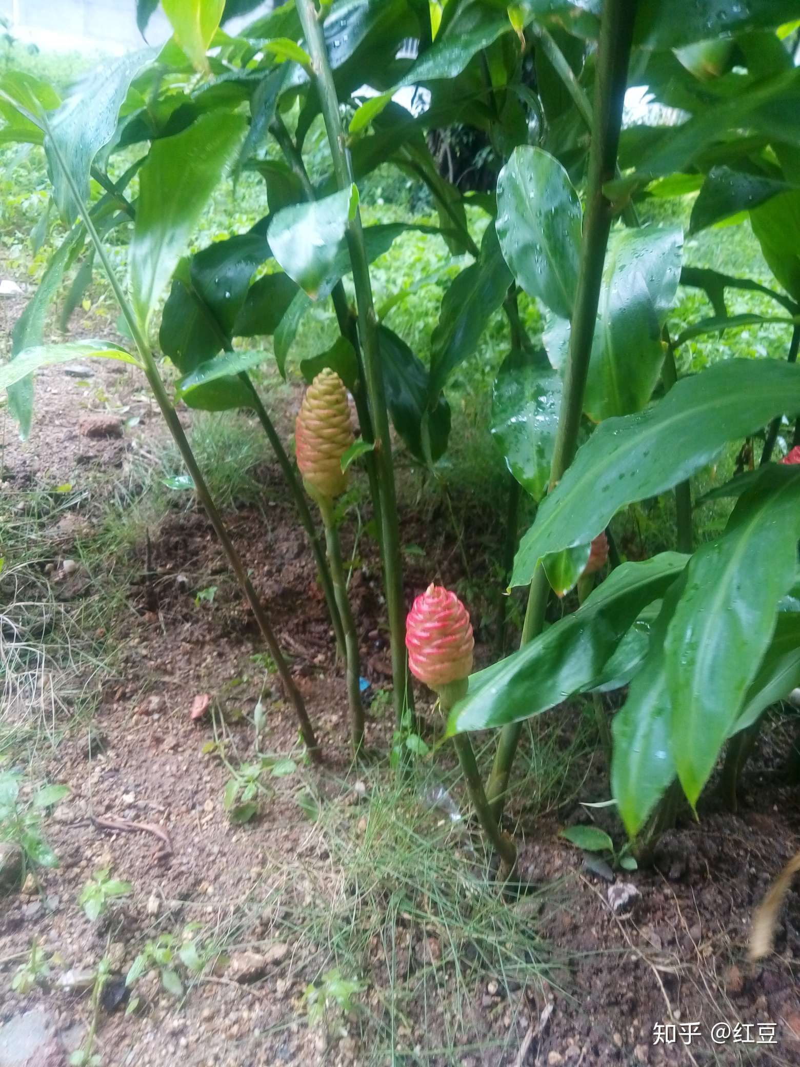 这是什么植物# 楼下发现的,根叶都像姜