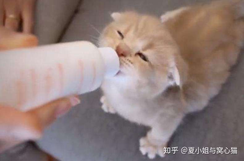 幼猫的照料 二 知乎