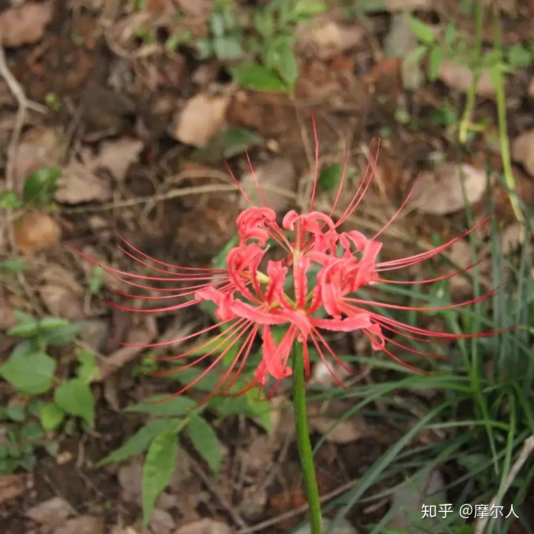 植物与我｜石蒜花- 知乎