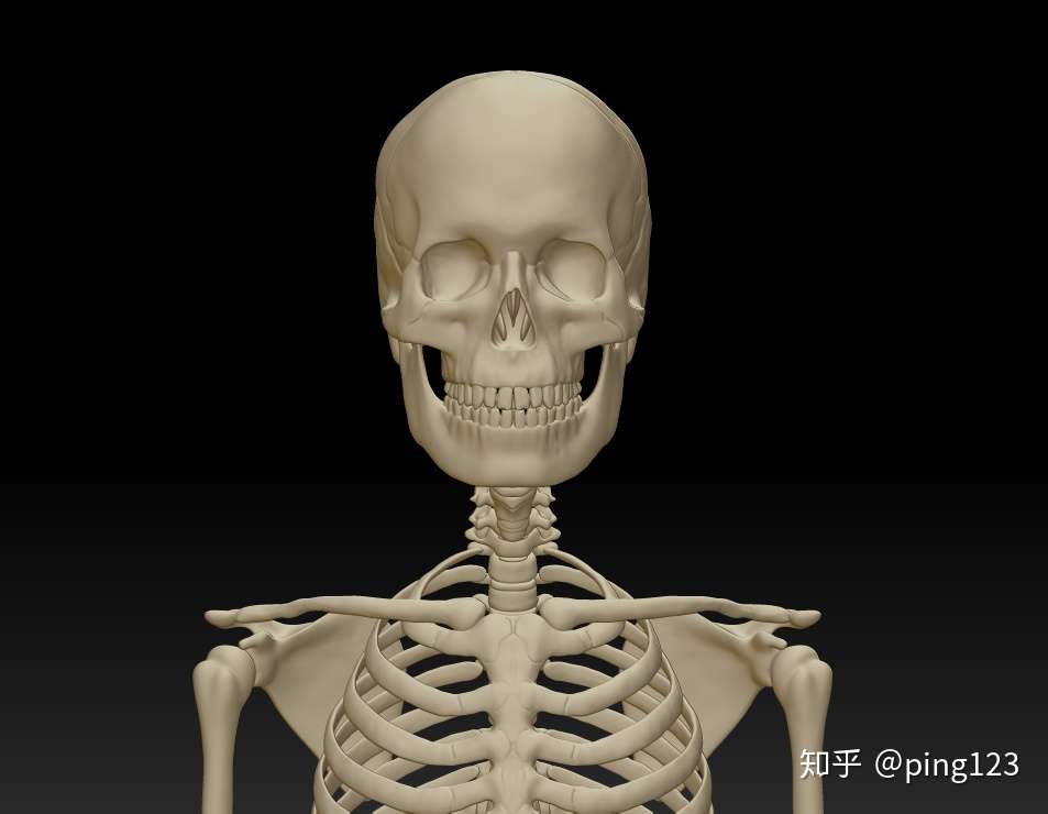 人体完整全身骨骼结构模型图3d打印下载 每块骨头可分件 人体骨骼雕塑 人体骨架3d模型 知乎