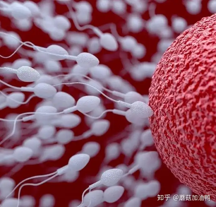 上海试管助孕中心（透露双胞胎试管婴儿全过程）
