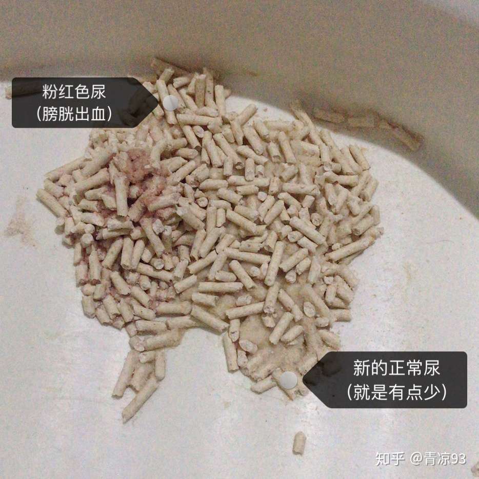 猫自发性膀胱炎治疗记录- 知乎