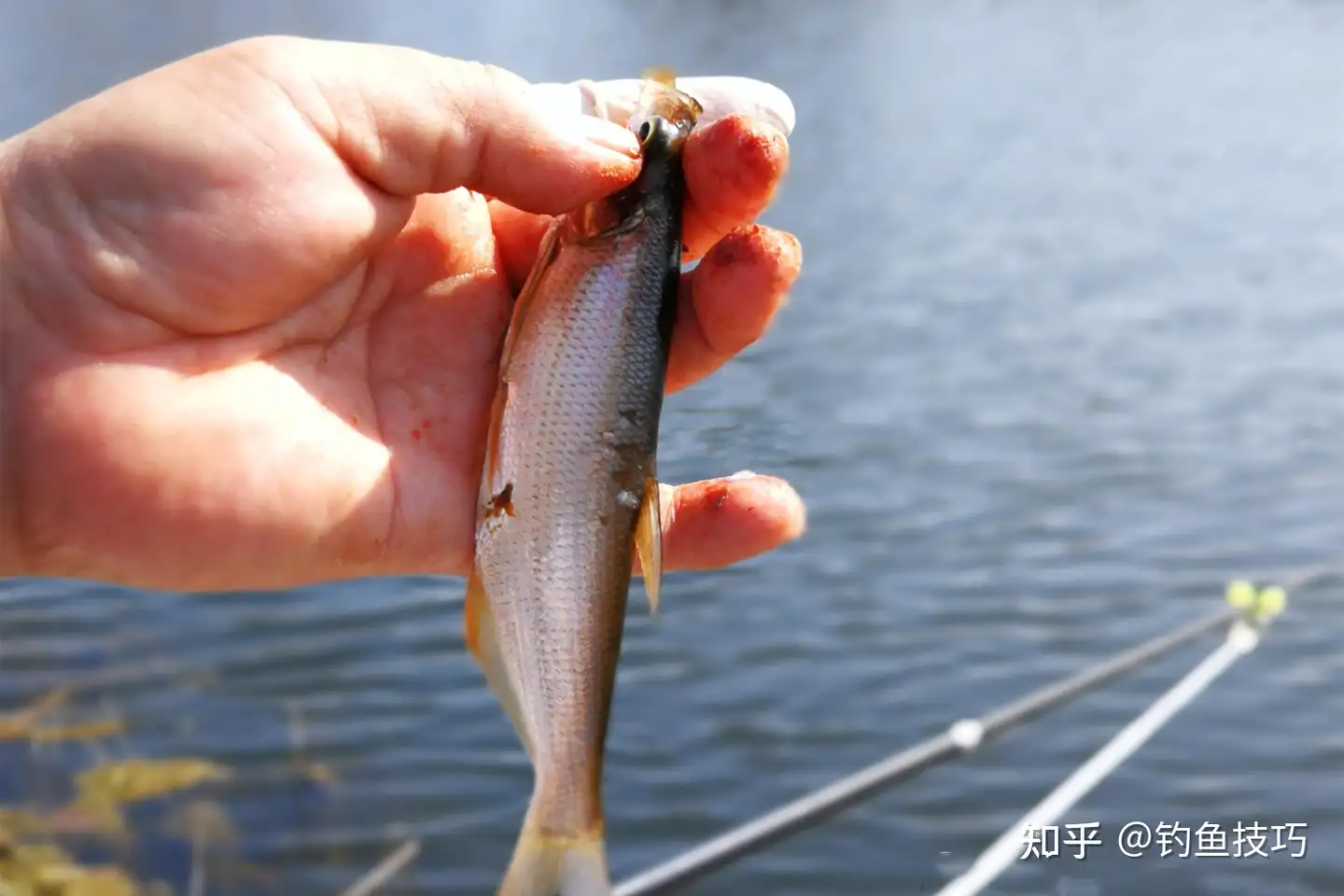 鱼口好坏如何提前判断 三招确定好鱼口 钓鱼不空军 知乎