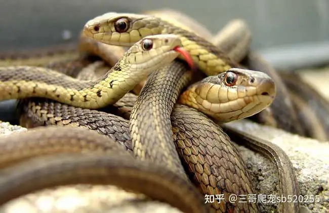 谁的家里没个小可爱 了解饲养玉米蛇 知乎