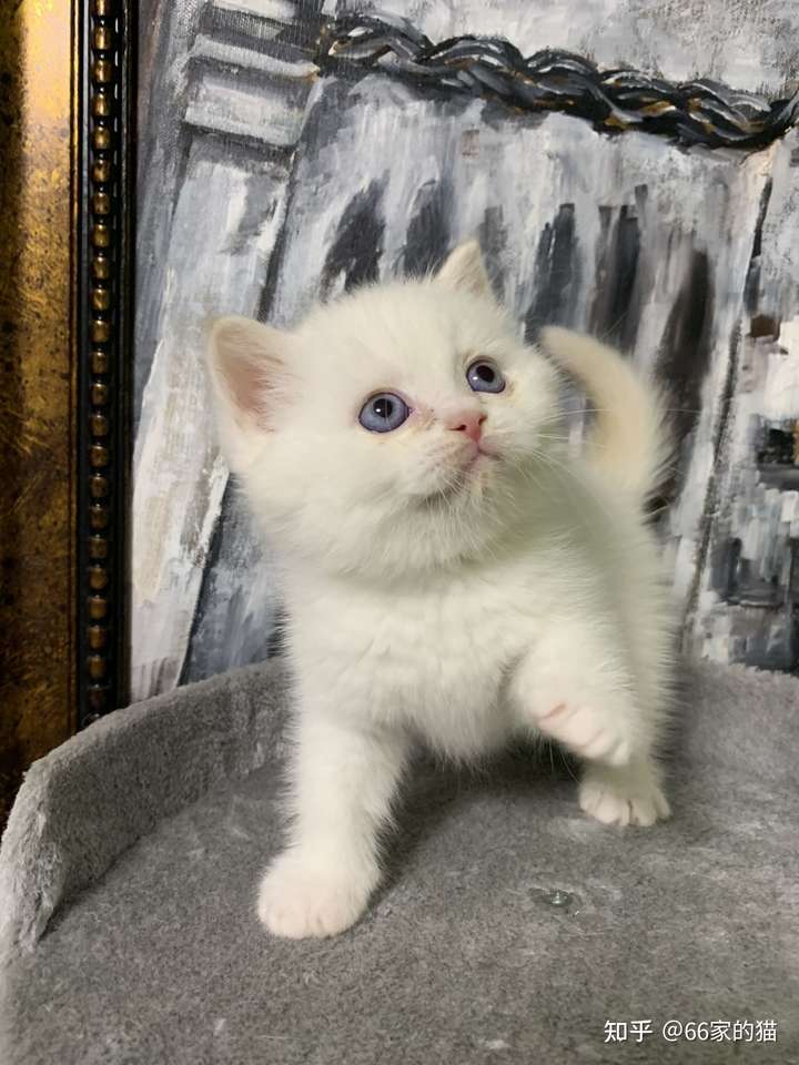 我家有一只也是粉的,是巧克力色 就是淡化色太严重了,正常巧克力爪毛