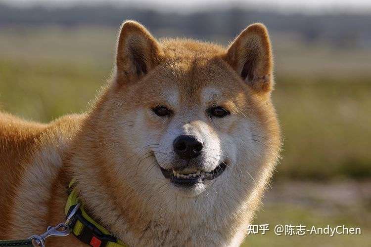 想养柴犬的人必看 养柴犬的诀窍 知乎