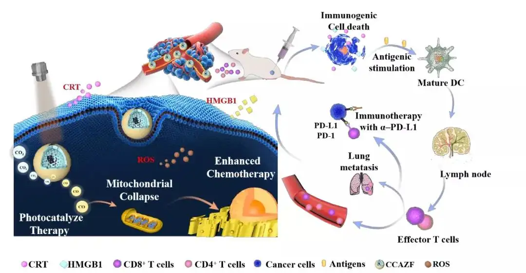 长春应化所林君/程子泳Biomaterials：多功能一氧化碳纳米发生器可作为 