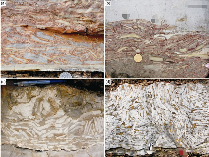 野外常见的砾屑石灰岩