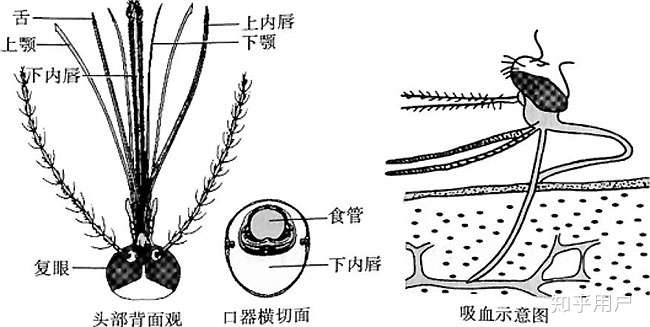 蚊子口器呈锯齿状,叮人时与皮肤接触面积小,几乎没有疼痛感,以避免