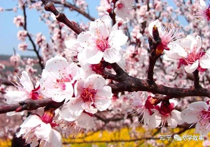 这所阳刚硬气的大学 她的创始却和一个神奇浪漫的杏花梦有关 知乎