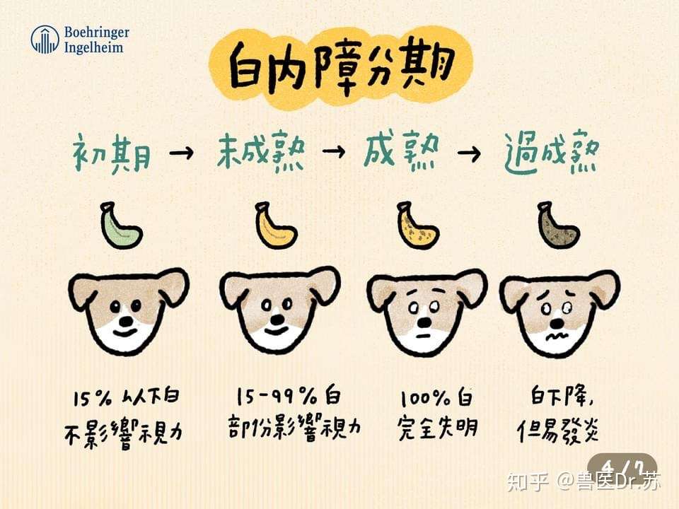 狗狗的白内障 知乎