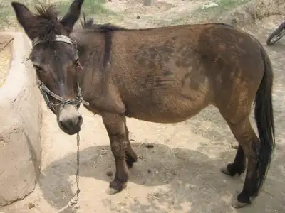 the sterile hybrid offspring of a male donkey and a female horse