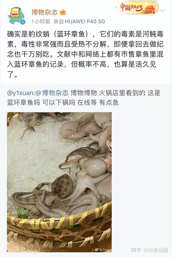 吃火锅吃出蓝环章鱼，海洋最毒生物之一，被咬了该怎么办？（吃蓝环章鱼会死吗）
