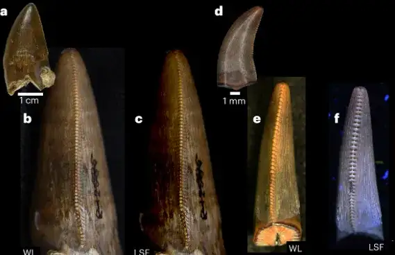 The teeth of Tyrannosaurus and Dromaeosaurus show obvious serrations