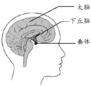 甲减如何通过饮食改善
