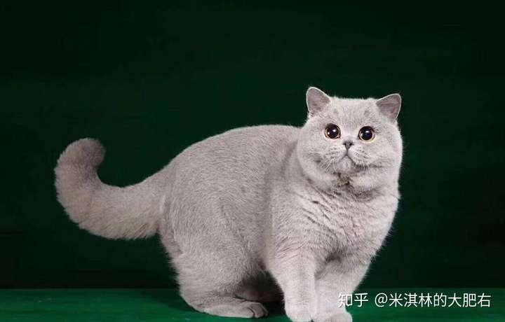 两个月的蓝猫颜色深好还是浅好?我的猫纯吗,总感觉不纯?