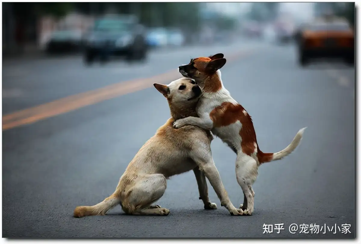 两只狗交配后，为什么会各自逃跑？ - 知乎