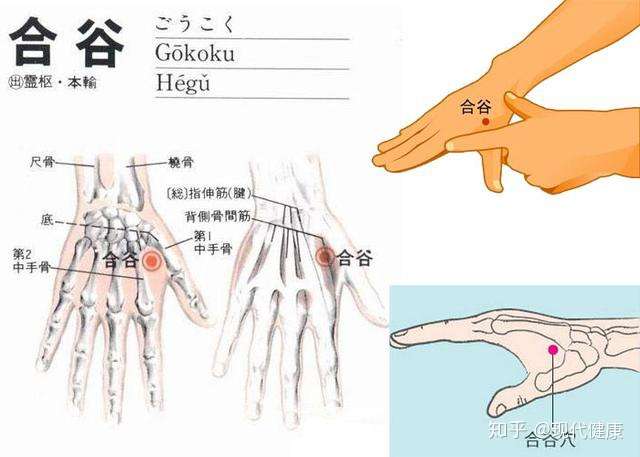 呼市首大告诉你 牙疼怎么办 哪些穴位能帮助缓解 知乎