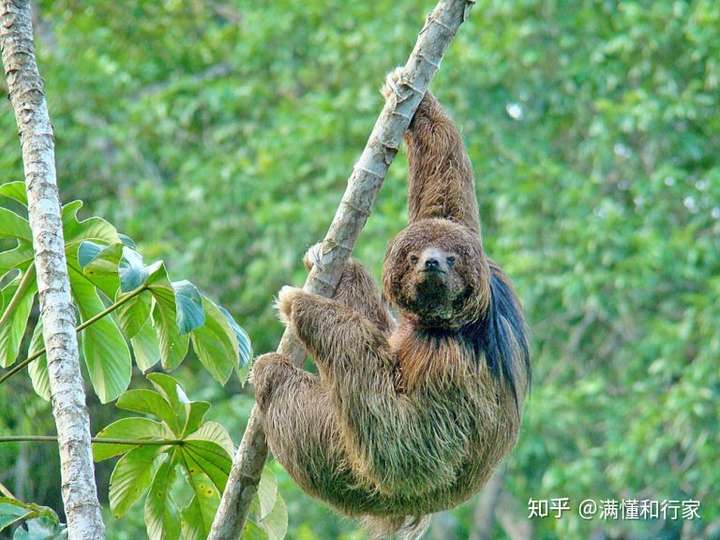 盗用一下,侵删: ai(鬃毛三趾树懒) 学名: bradypus torquatus