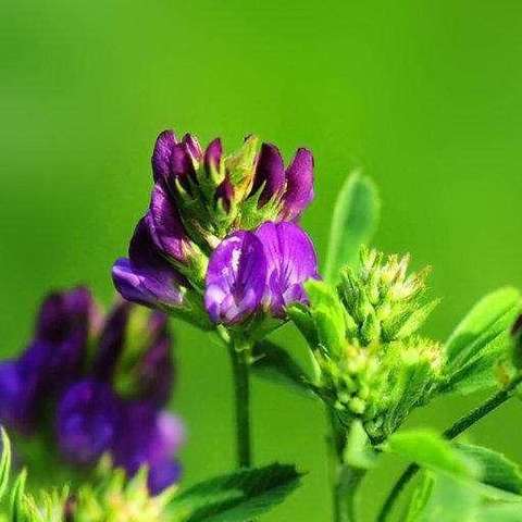 紫花苜蓿 知乎