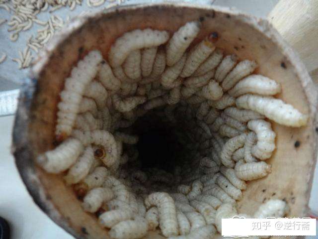 无论蛆虫怎样折腾 最终不过是一只苍蝇 知乎