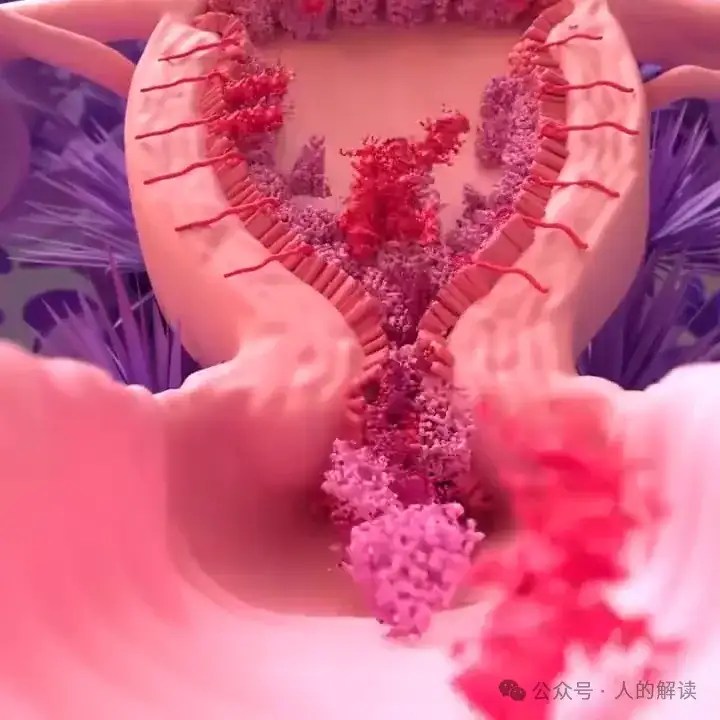 月经的真相,奥秘远超想象-人的解读