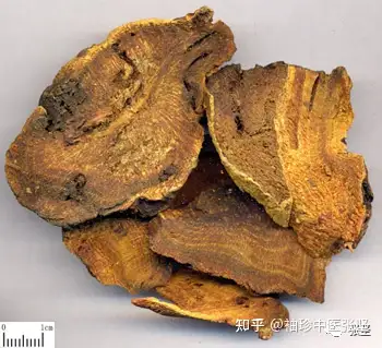 大黄不止是一个泻下药——我对中药的理解