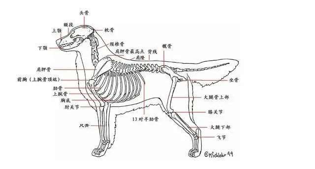 为什么越来越多的狗子打不过阿喵 知乎