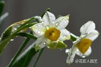 水仙花的象征意义 水仙花传说故事是什么 知乎