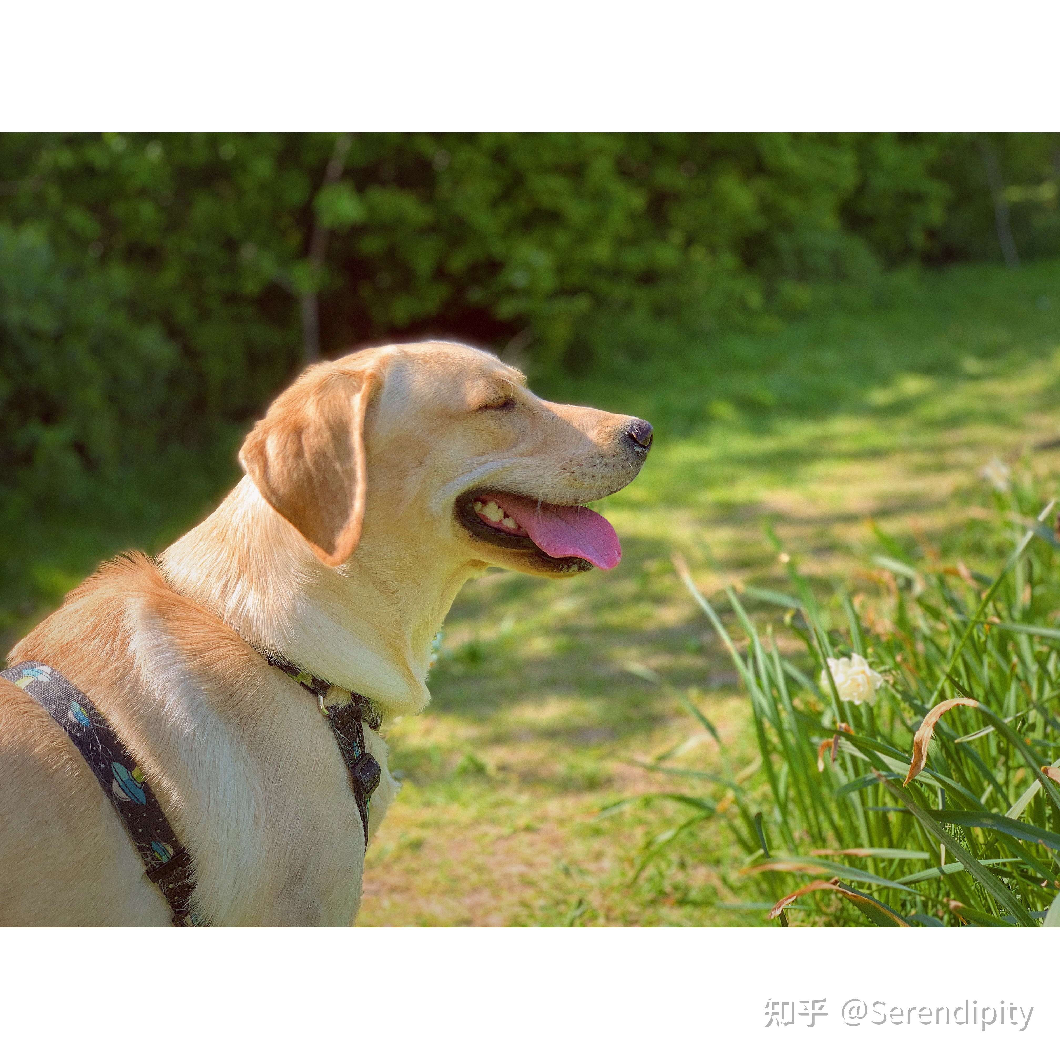 的想法: 一组伦敦的春天和狗狗,也熬一碗毒鸡汤,… - 知乎