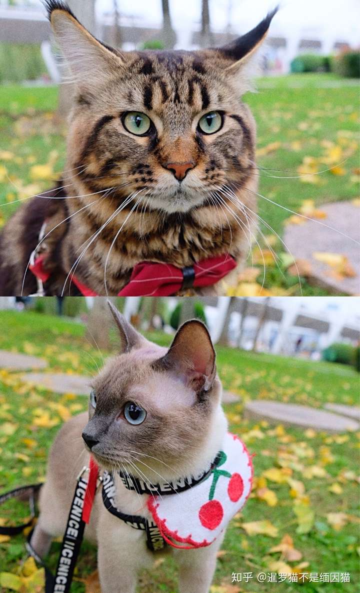 养猫的治愈系生活