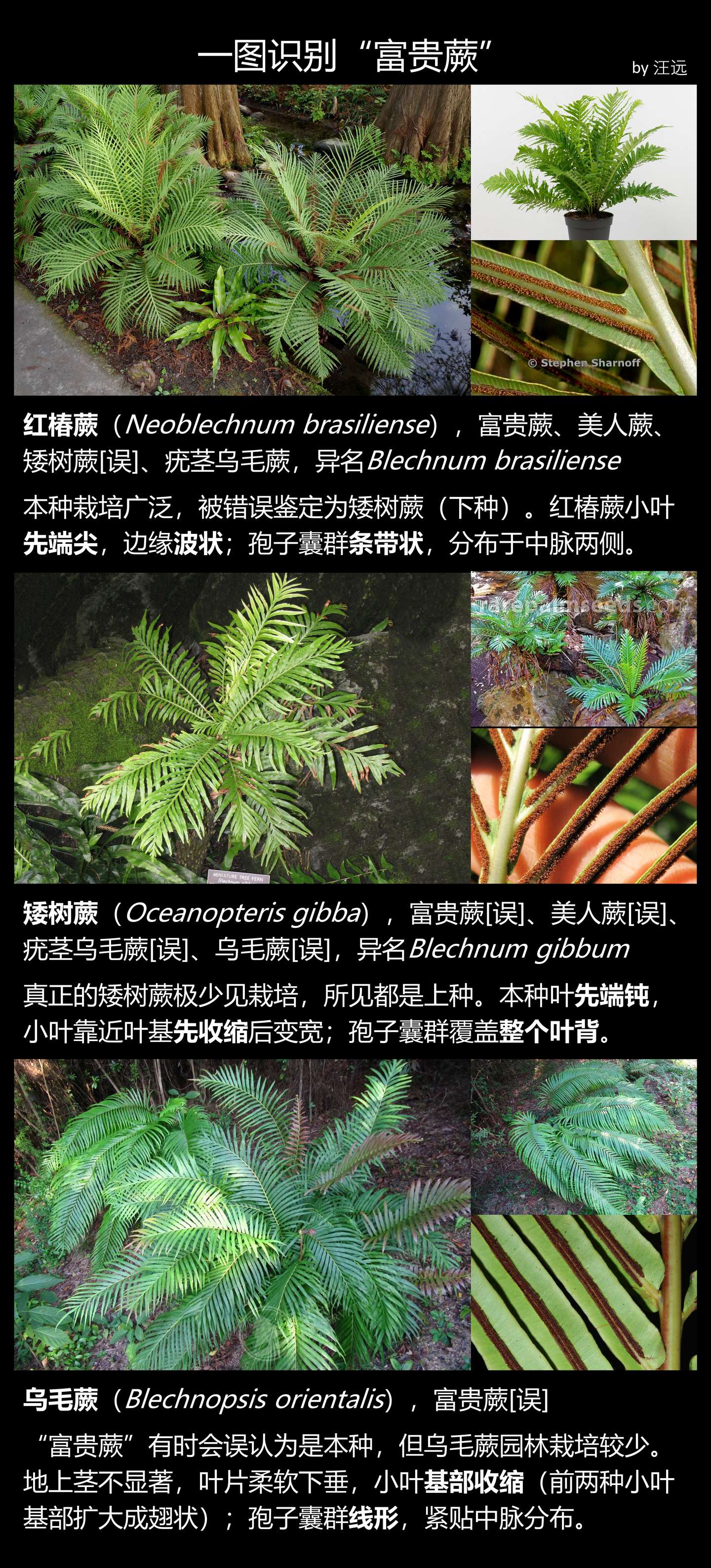 一图识别 富贵蕨 知乎