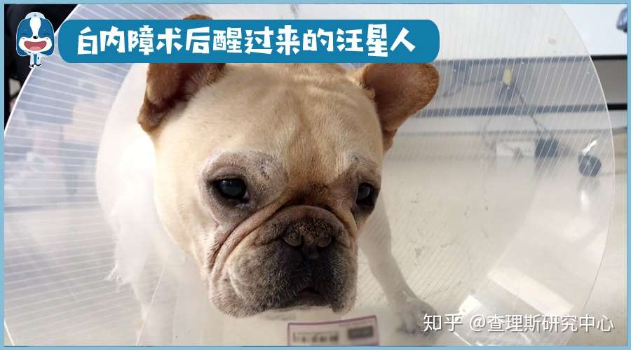 宠医大咖说 关于犬猫白内障 你想知道的都在这儿了 知乎