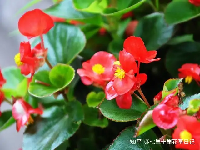 秋海棠的花语跟传说 知乎