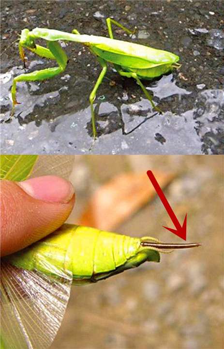 铁线虫是什么生物（铁线虫到底有多可怕）