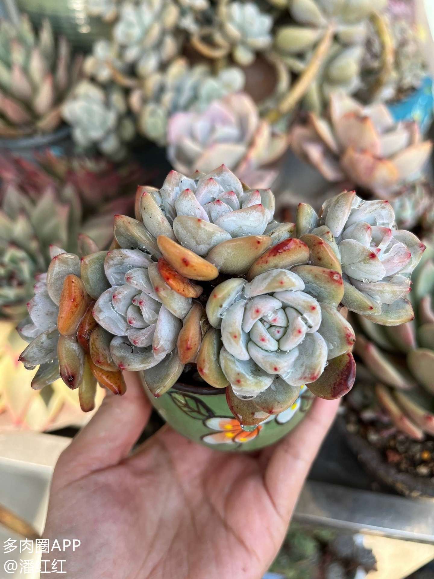 肉肉的这些病害特征你必须了解 赶紧收藏 知乎