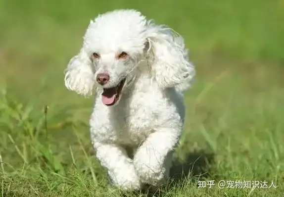 喜欢养狗，不要错过“贵宾犬”，养过的”