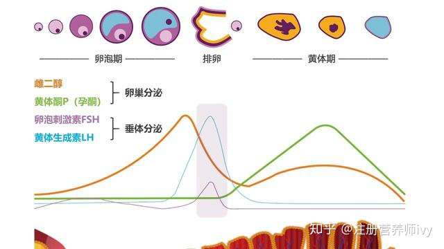 专家提醒多囊的胰岛素抵抗率高达85这是解决困境关键突破口