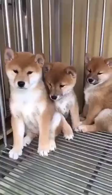 v2-5bc96cee6d2e2fee02a9391c78c31632_720w.jpg?source=1940ef5c