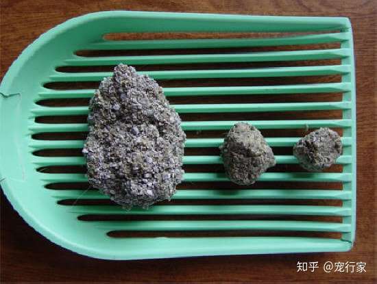 喂食猫粮的猫患上膀胱炎的几率更大！水分是抵御膀胱炎最好的武器- 知乎