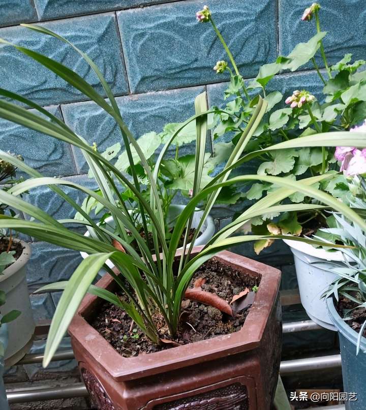 怎样识别珍稀野生兰花(野生的兰花跟家养有什么区别)插图(1) 怎样识别珍稀野生兰花(野生的兰花跟家养有什么区别)插图(1)