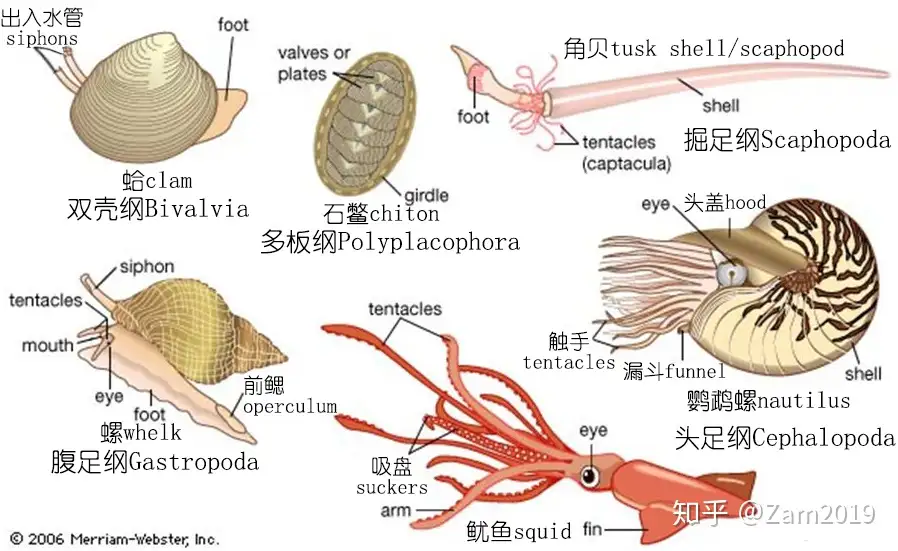 海鲜探索 深度研究章鱼 鱿鱼 墨鱼等软体动物 上 知乎