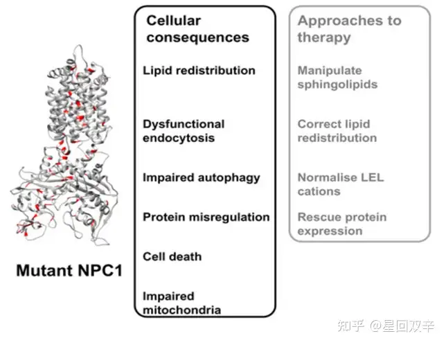 Niemann Pick Disease (Nafisa Nawal Islam)