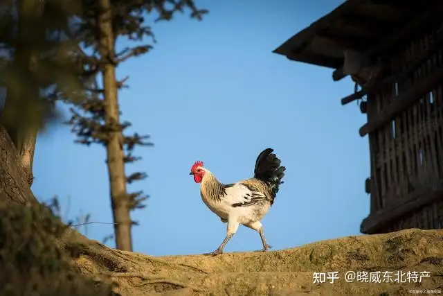 在哪能买到5年的笨鸡？5年的老母鸡值多少钱？有什么营养价值呢？