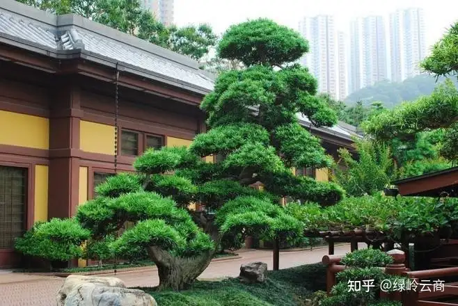 10种观赏性比较高的造型苗木推荐！