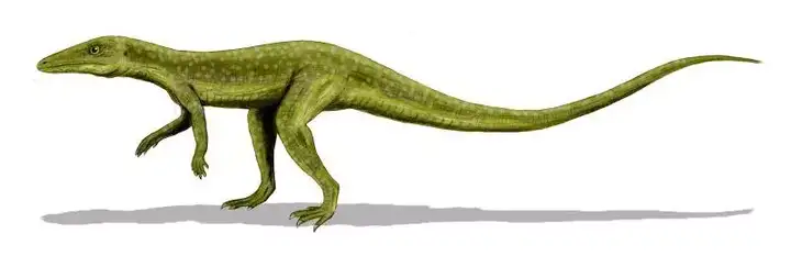 鳄鱼的起源与演化(图3)