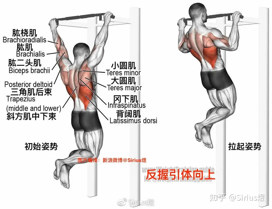 如何一步一步提高引体向上能力和数量 知乎