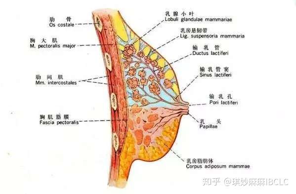 宝宝一吃奶就痛 或许是乳汁淤积惹的祸 知乎