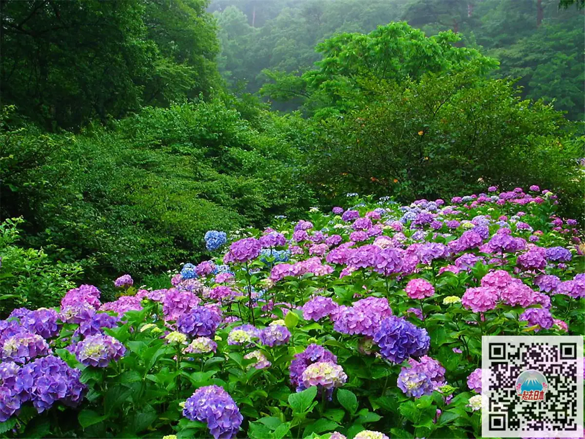 雨季的清新色彩 日本10大最美紫阳花名所 知乎