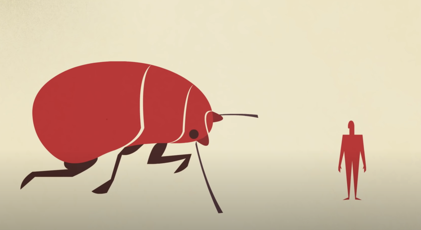 小科普 世界上为什么有那么多的昆虫 知乎